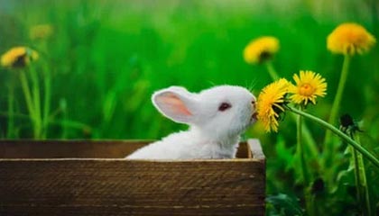 温岭伴游，定制QQ：3494206190微信：act1322